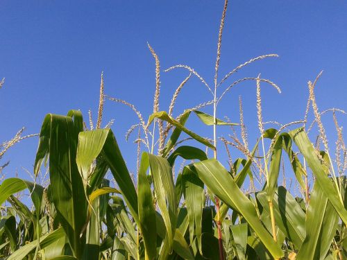 cornfield nature agriculture