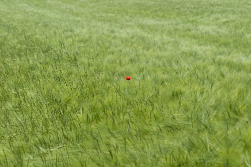 cornfield poppy klatschmohn