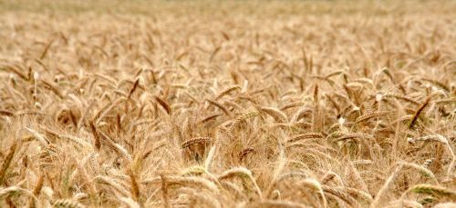 cornfield wheat field cereals