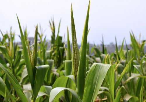 cornfield plant agriculture