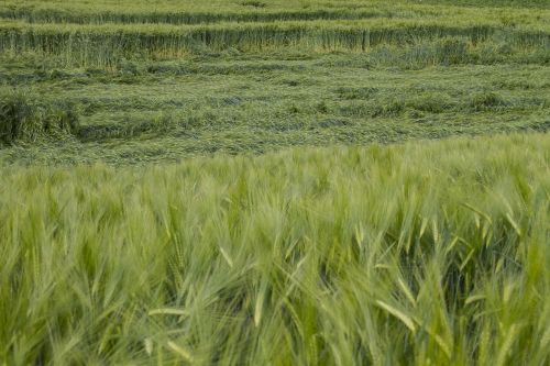 cornfield cereals storm damage