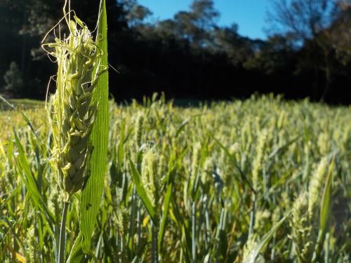 cornfield field wheat