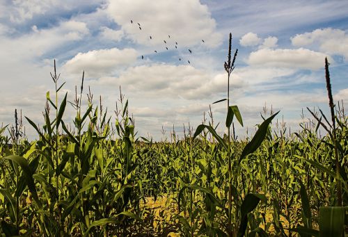 cornfield corn summer