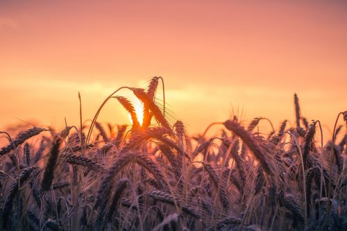 cornfield sunset back light