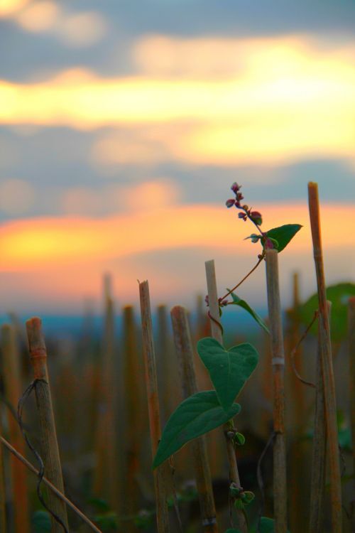 cornfield autumn harvest