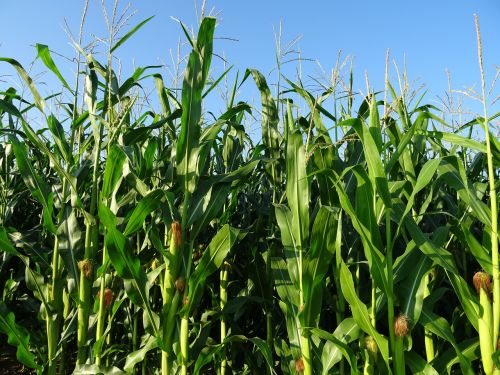 cornfield nature agriculture