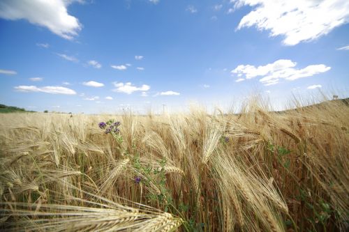 cornfield nature summer