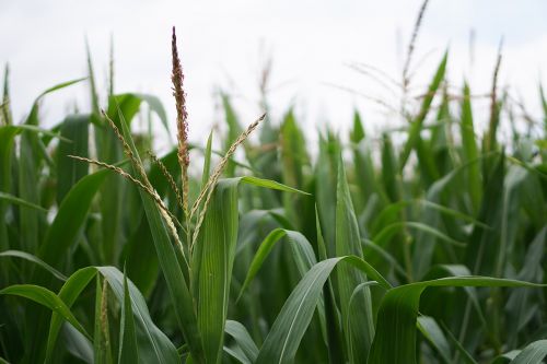 cornfield corn corn cultivation