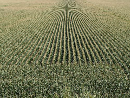 cornfield cereals corn