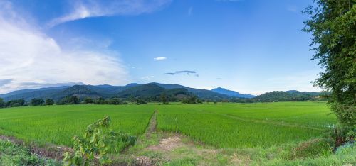 cornfield nature evening