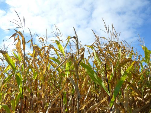 cornfield corn autumn