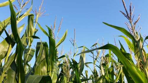 cornfield monoculture landscape
