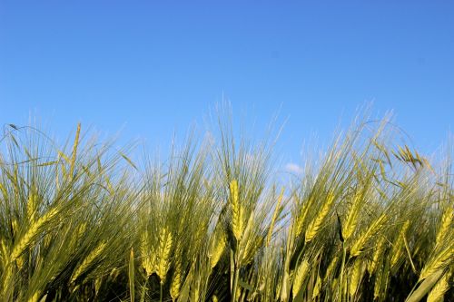 cornfield cereals nature