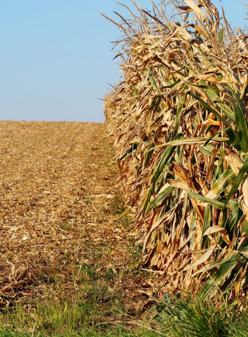 cornfield agriculture corn