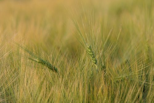 cornfield  spike  background