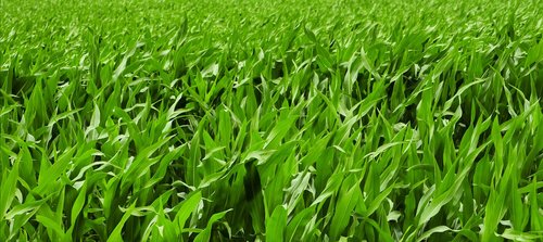 cornfield  summer  agriculture