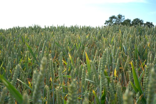 cornfield  grain  field