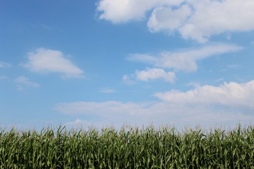 cornfield  clouds  sky