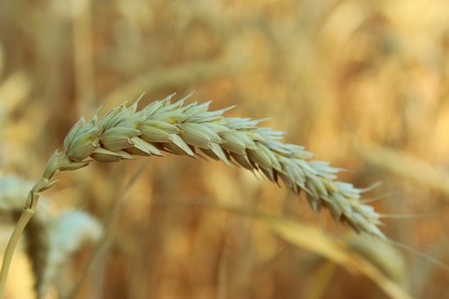 cornfield  ear  wheat