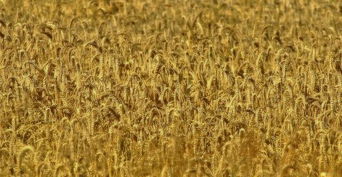 cornfield  wheat  grain