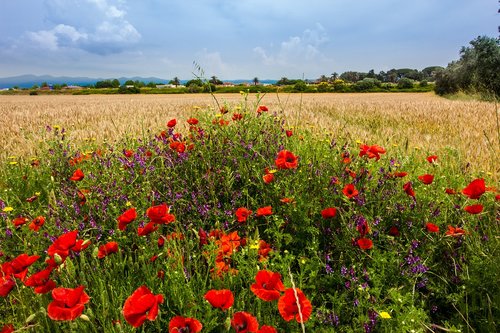 cornfield  summer  nature