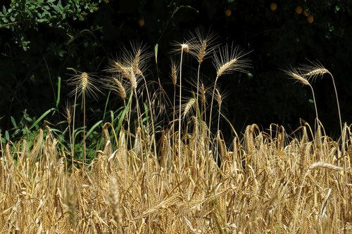 cornfield  cereals  spike