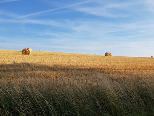 cornfield  sky  nature