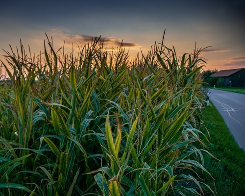 cornfield  abendstimmung  corn