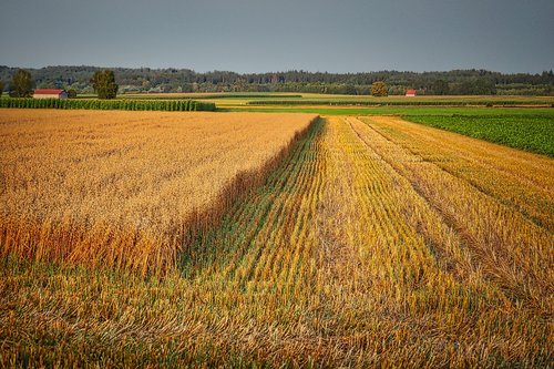 cornfield  harvest  agriculture