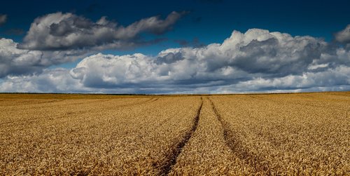 cornfield  wheat field  harvest