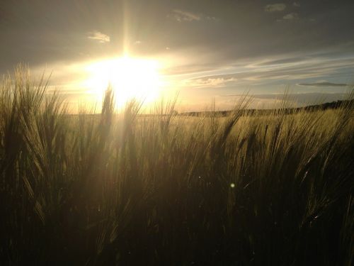 cornfield cereals sun