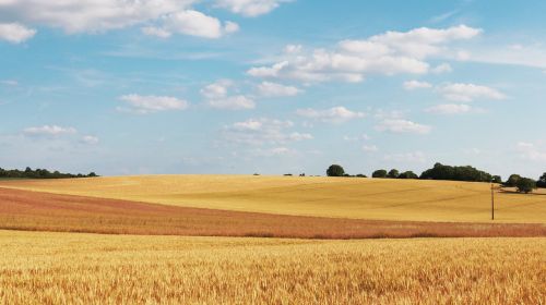 cornfield wheat fields field