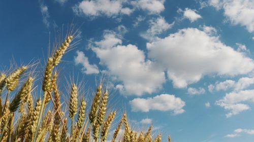 cornfield wheat fields field