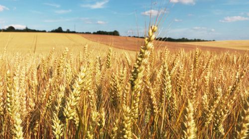 cornfield wheat fields field