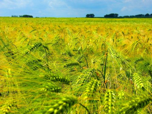 cornfield cereals field