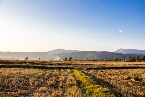 cornfield  chat trakan  thailand