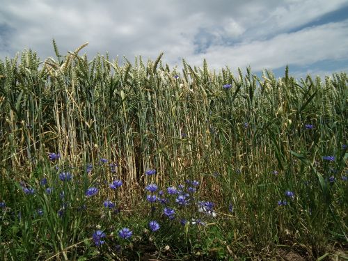 cornfield field cereals