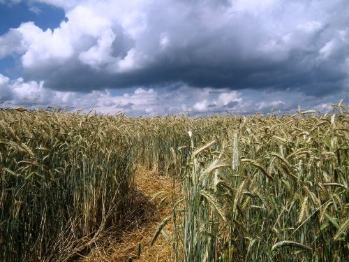 cornfield away sky