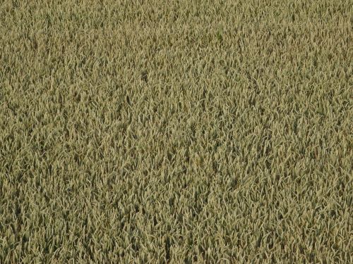 cornfield wheat cereals