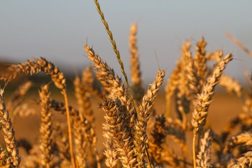 cornfield grain wheat