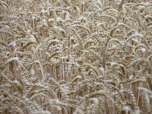 cornfield spike harvest