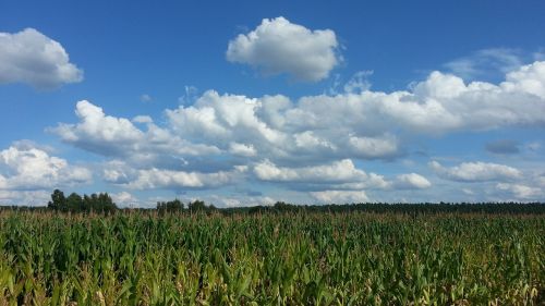cornfield corn agriculture