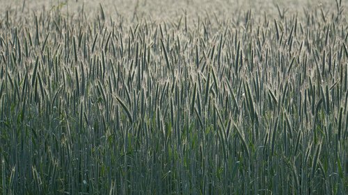 cornfield  crop  sunrise