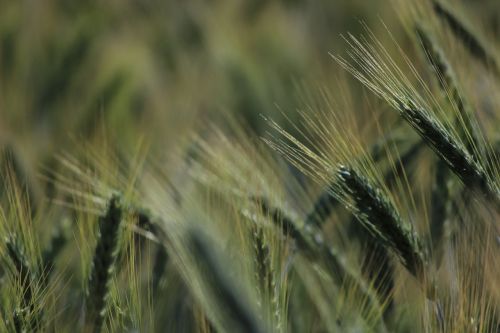 cornfield spike wheat