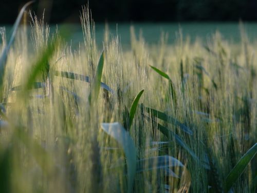 cornfield field sunset