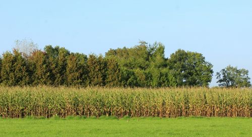 cornfield landscape blue