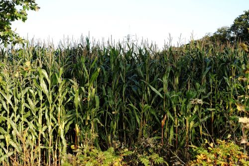 cornfield corn field