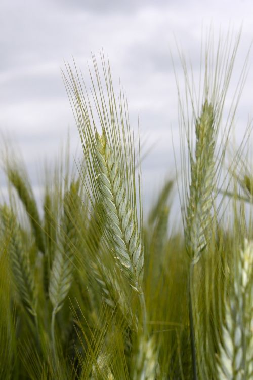 cornfield wheat spike