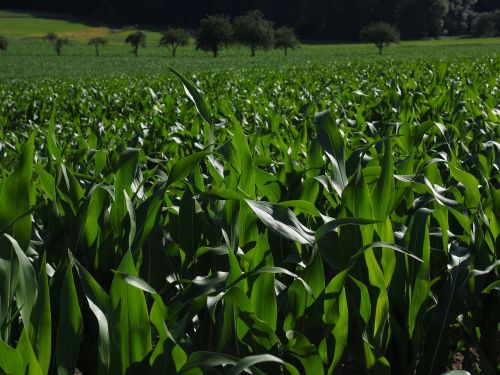 cornfield corn cultivation agriculture