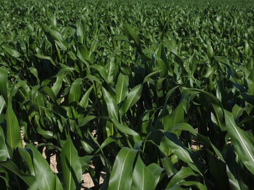 cornfield corn cultivation agriculture